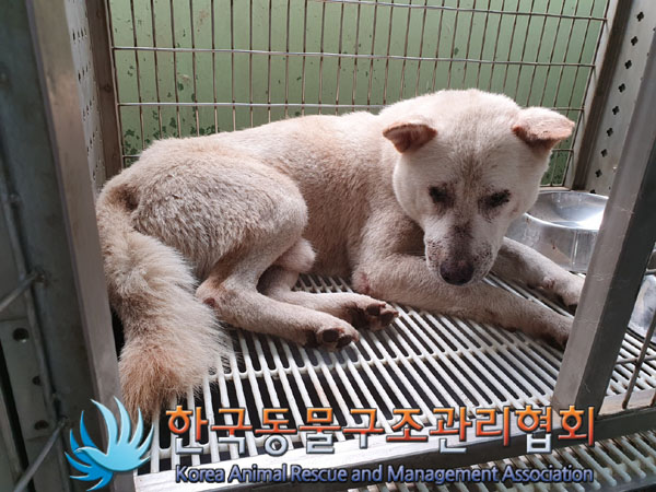 한국동물구조관리협회_441382202300547